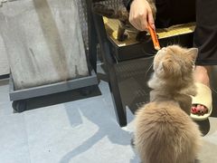 -琪喵猫屋·撸猫猫咖·猫舍