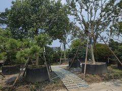 -龙大花卉苗木市场