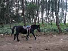 -铁山坪森林公园