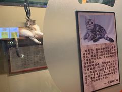 -猫咪博物馆(顶澳仔猫街店)