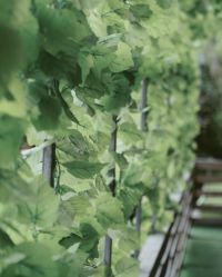 -可可天空农场(中大店)