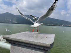 -海埂大坝