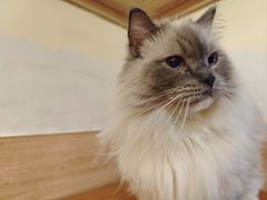 -滚猫咖啡·猫咖·猫友好撸猫(未来城店)