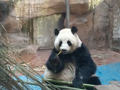 -成都动物园