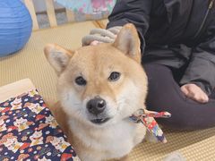 -柴迷FANS CLUB·柴犬狗咖·猫咖
