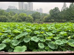 -龙头寺公园