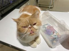 -怪兽屋·羊驼·猫咖·狗咖(俊华广场店)