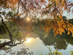 -深圳仙湖植物园