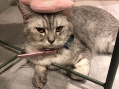 -猫儿山۰猫主题餐厅