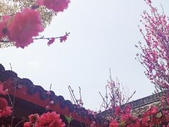 -南汇桃花村
