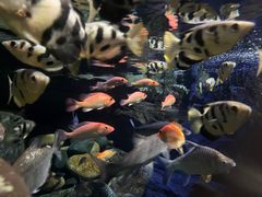 -成都浩海立方海洋公园