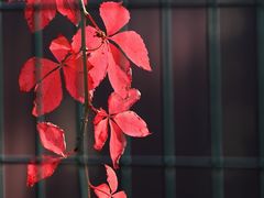 -三里屯东五街银杏大道