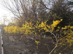 -大兴滨河森林公园