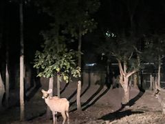 -清迈夜间动物园