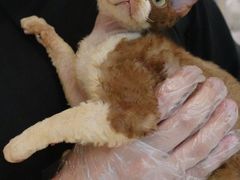 -momokira米努特·德文卷毛猫·棉花面纱犬