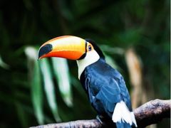 -广州长隆野生动物世界