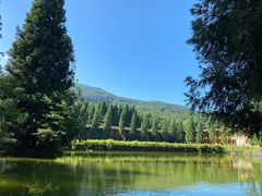 -武陵山森林公园