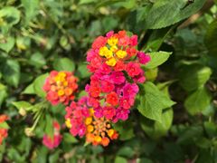 -乌鲁淡布隆国家公园