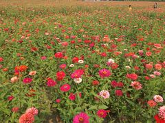 -皇粮浜湿地公园