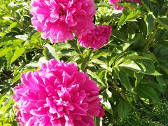 -长春公园(普阳街道)