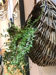 点击看大图 -曼都发型·臻选