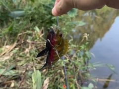 -重庆彩云湖湿地公园