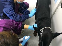 -中农国际动物医院24小时·猫科·骨科·急重症中心