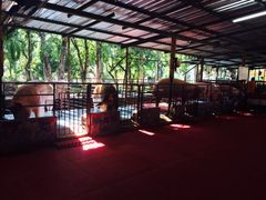 -是拉差龙虎园(Permanently closed)