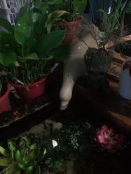 -木子·纹身店TATTOO穿孔·洗纹身