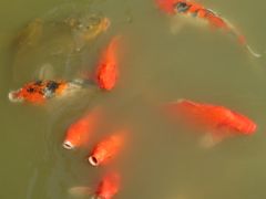 -大湾区中央湿地公园