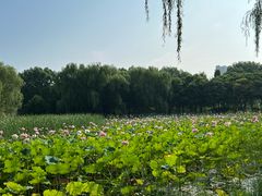 -东升八家郊野公园
