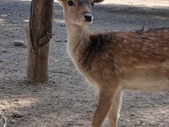 -北京麋鹿生态实验中心