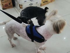 -翊宠yipet猫狗购宠庄园犬舍•猫舍