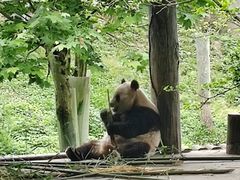 -中国大熊猫保护研究中心雅安碧峰峡基地