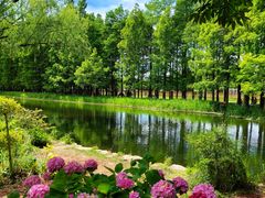 -上海共青森林公园