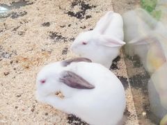 -龟与熊猫宠物公园(南坪店)