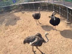 -西霞口神雕山野生动物世界