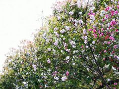 -西湖游船