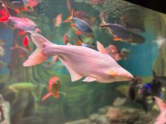 -上海海洋水族馆