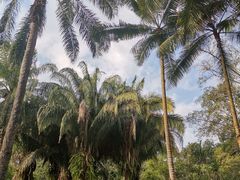 -中国科学院西双版纳热带植物园