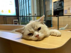 -瞄一喵猫咖(格力海岸店)