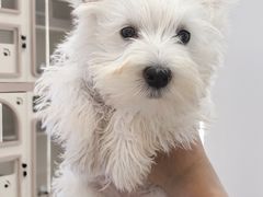 -翊宠yipet猫狗购宠庄园犬舍•猫舍