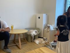 -有喵·猫咖·狗咖·30几只猫10只小狗(岗厦店)