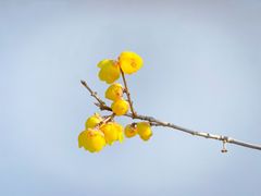 -梅花山(明孝陵内)