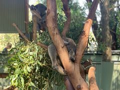 -费瑟代尔野生动物园