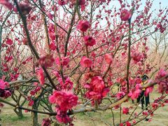 -蜀冈西峰生态公园