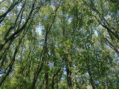 -铁山坪森林公园