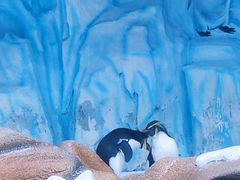 -海合安青岛极地海洋公园