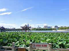 -莲花池公园