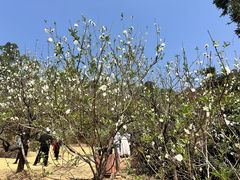 -南国桃园旅游度假区